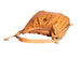 Visetos Hobo Monogram